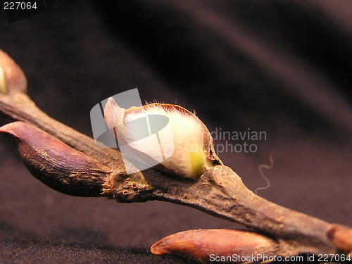 Image of pussy willow