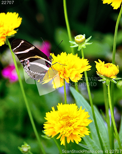 Image of Butterfly - Zebra Longwing