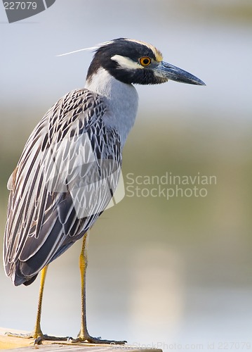 Image of Yellow-crowned Night Heron