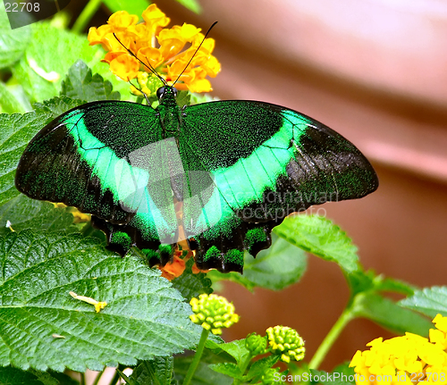 Image of Butterfly - Banded Peacock