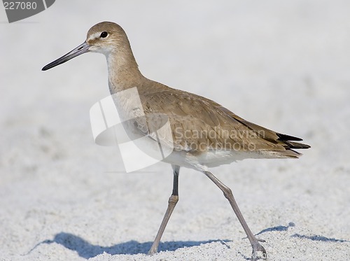 Image of Willet