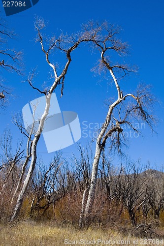 Image of Dried Trees