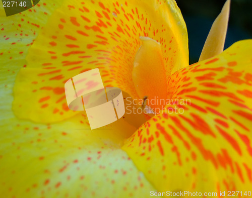 Image of Red and yellow flower