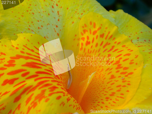 Image of Red and yellow flower