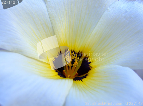 Image of White and yellow flower