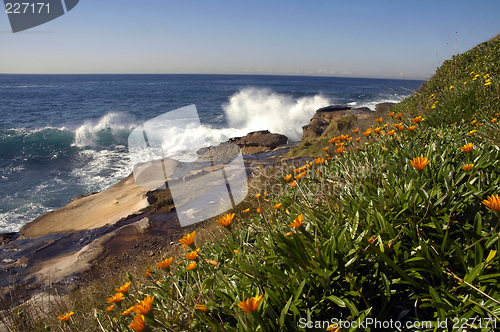 Image of wild flowers