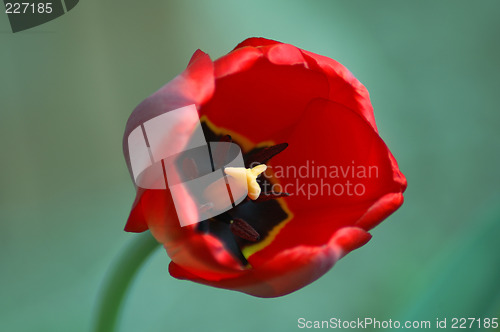 Image of red tulip