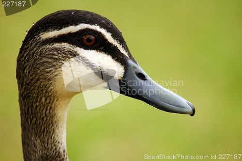 Image of duck head