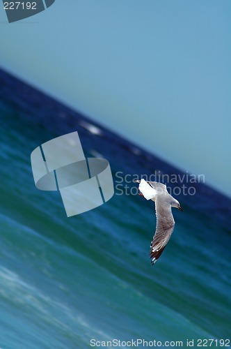 Image of flying sea-gull