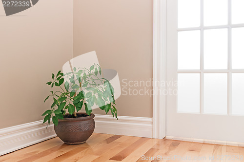 Image of Green plant decorating a room corner