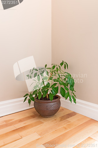 Image of Green plant in a room corner