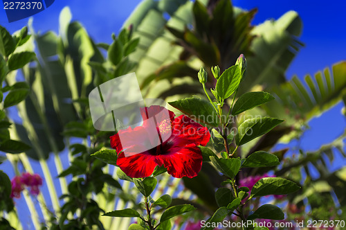 Image of Hibiscus Flower.