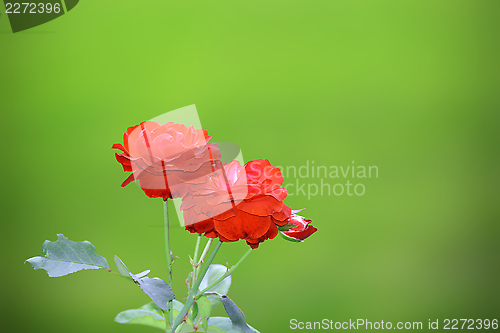 Image of fresh red roses in the garden