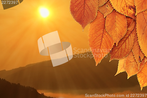 Image of golden leaves and beautiful sunrise