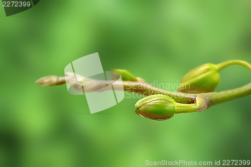 Image of green orchid buds