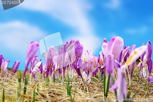 Image of group of spring wild flowers