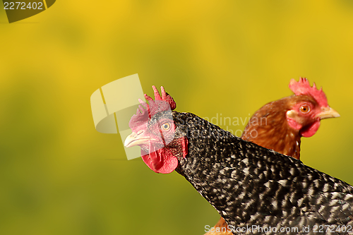 Image of hen portrait over defocused background