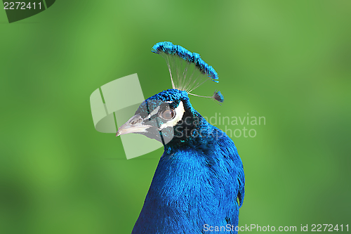 Image of peacock portrait over green background