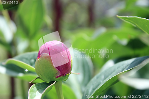 Image of peony colorful bud