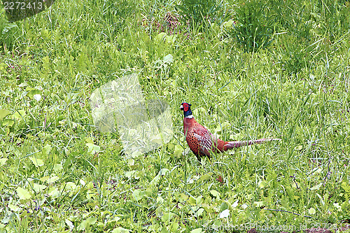 Image of phasianus male in the grass