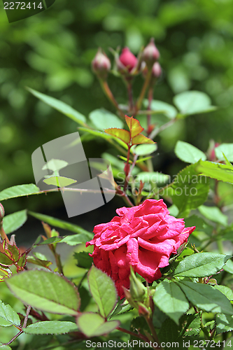 Image of pink rose in the garden