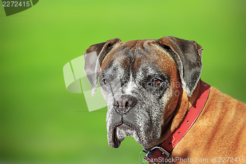 Image of portrait of a boxer doog