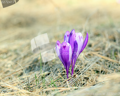 Image of purple wild flower on a meadow