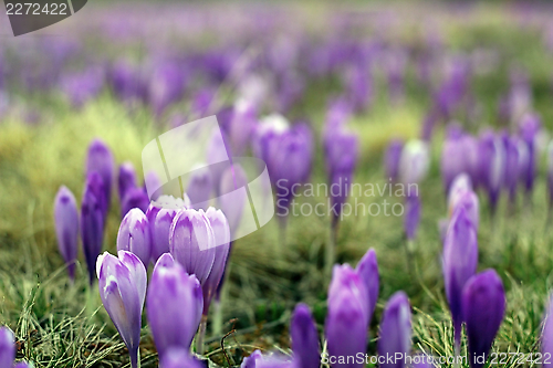 Image of violet wild spring flowers