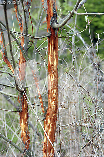 Image of willow bark scratched by deers