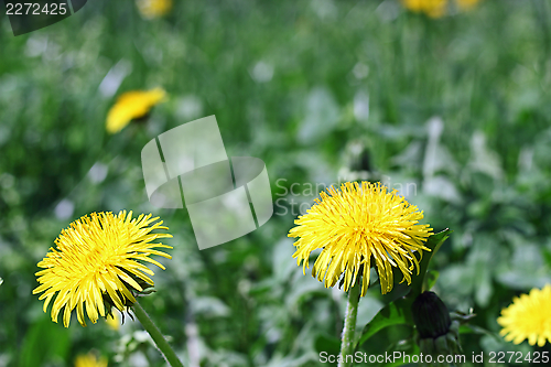 Image of yellow dandelions