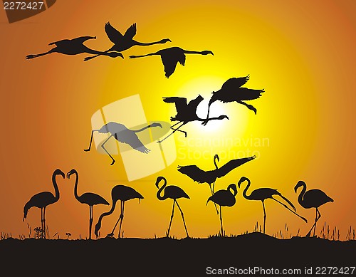 Image of Flamingos and sunset