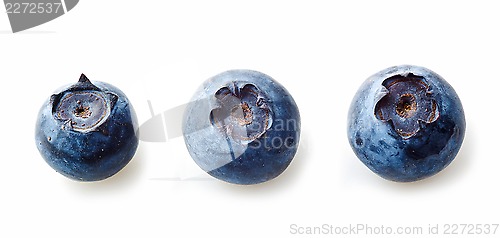 Image of three blueberries macro on white background