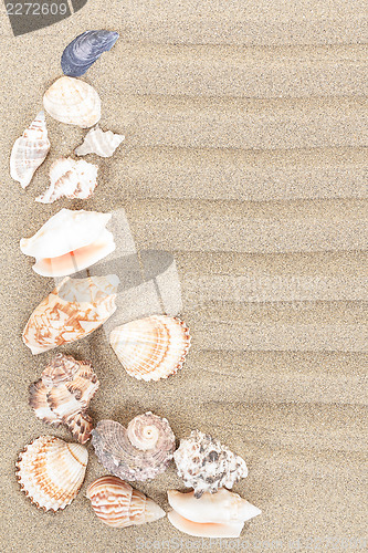 Image of sea shells with sand as background 