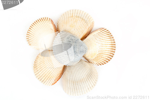 Image of Beautiful sea shells close up white