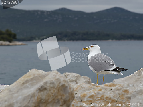 Image of Seagull on rock
