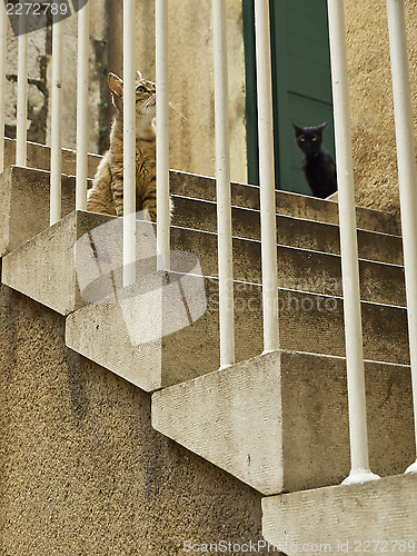 Image of Cats on the stairs