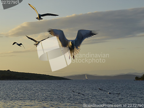 Image of Seagulls on sunset