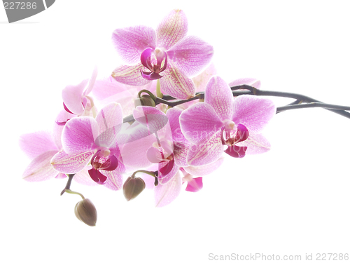 Image of Purple orchid