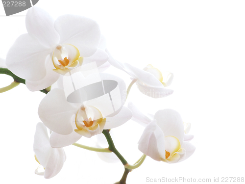 Image of White orchid