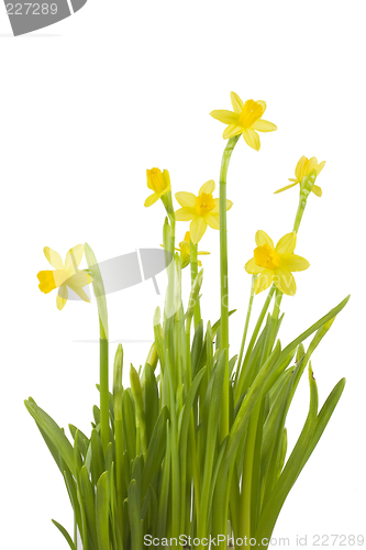 Image of Daffodils