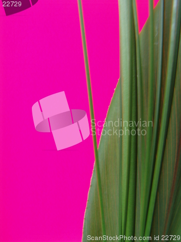 Image of Pink background