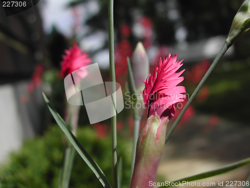 Image of Carnation