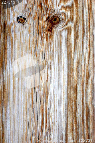 Image of owl eyes in wood