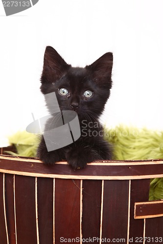 Image of Curious Cute Kitten Inside a Basket on White