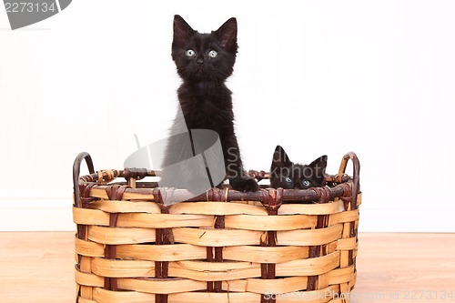 Image of Curious Kittens Inside a Basket on White