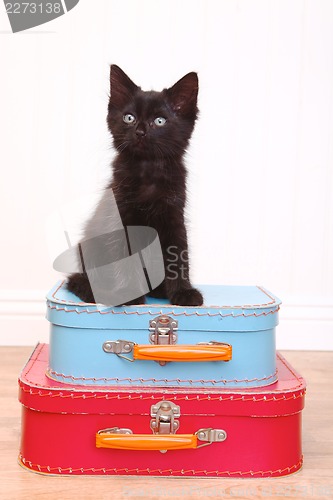 Image of Black Kitten Sitting Atop Luggage on White