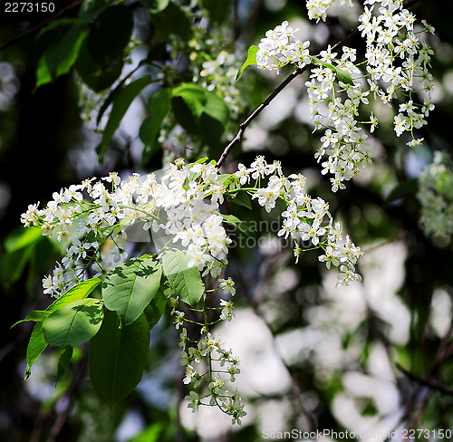 Image of  beautiful plants