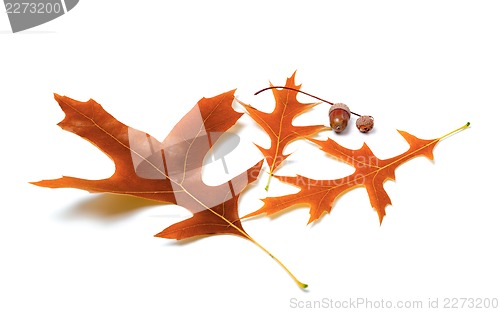 Image of Autumn oak leaves and acorns