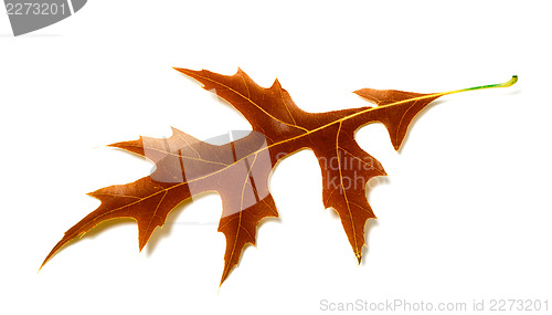 Image of Autumn leaf of oak on white background