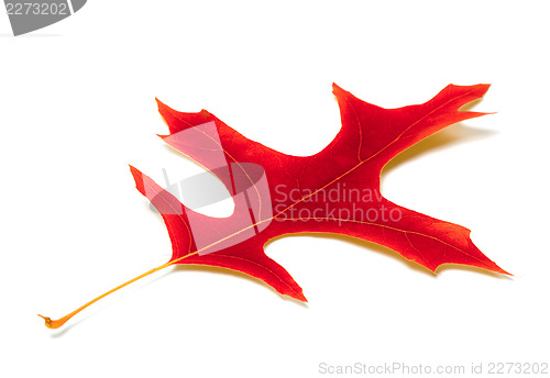 Image of Red leaf of oak